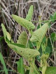 Puccinia aristolochiae