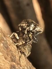 Eutyrhinus meditabundus