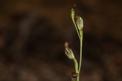 Pterostylis antennifera