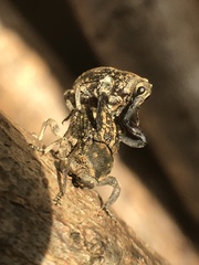 Eutyrhinus meditabundus