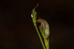 Pterostylis antennifera