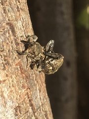 Eutyrhinus meditabundus