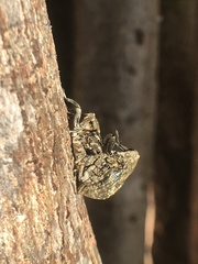 Eutyrhinus meditabundus