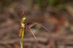 Chiloglottis anaticeps