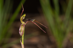 Chiloglottis anaticeps