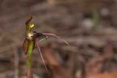 Chiloglottis anaticeps