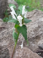Lamium bifidum