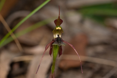 Chiloglottis anaticeps