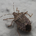 Brown Marmorated Stink Bug - Photo (c) Alexis, some rights reserved (CC BY), uploaded by Alexis