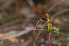 Chiloglottis anaticeps