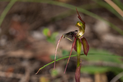 Chiloglottis anaticeps