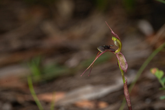 Chiloglottis anaticeps