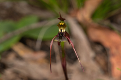 Chiloglottis anaticeps