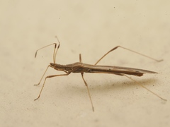 Neides tipularius