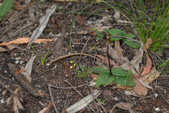 Chiloglottis anaticeps