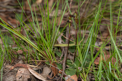 Chiloglottis anaticeps