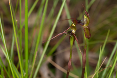 Chiloglottis anaticeps