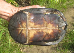 Pelusios rhodesianus