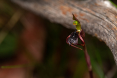 Chiloglottis reflexa