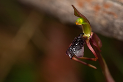 Chiloglottis reflexa