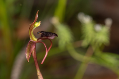 Chiloglottis reflexa
