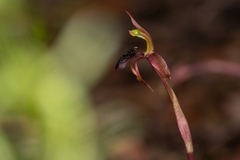 Chiloglottis reflexa