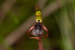Chiloglottis reflexa