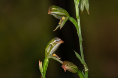 Pterostylis major