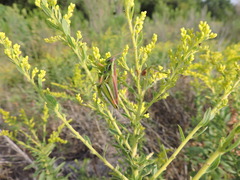 Hesperotettix viridis