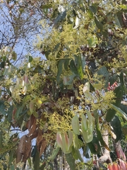 Cinnamomum malabatrum