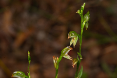 Pterostylis major