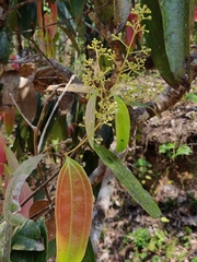 Cinnamomum malabatrum
