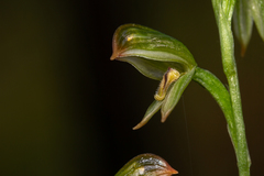 Pterostylis major