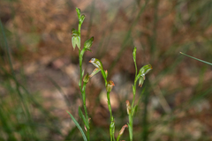 Pterostylis major