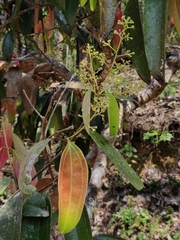 Cinnamomum malabatrum