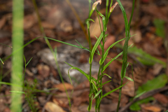 Pterostylis major