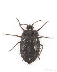 Dictyla nassata