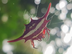 Gasteracantha milvoides
