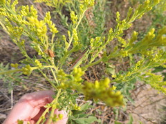 Hesperotettix viridis