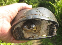 Pelusios rhodesianus