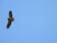 Haliaeetus leucocephalus