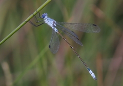 Lestes macrostigma