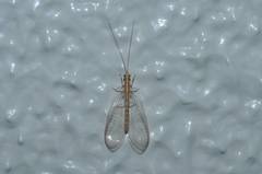 Chrysoperla nipponensis