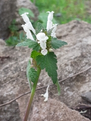 Lamium bifidum