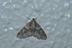 Esakiopteryx volitans