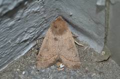 Orthosia paromoea