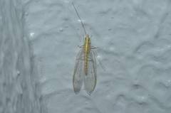 Chrysoperla nipponensis