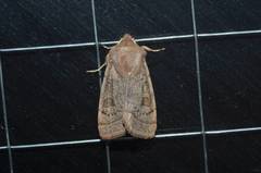 Orthosia paromoea