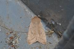 Orthosia paromoea
