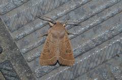 Orthosia paromoea